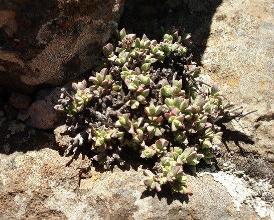 Ruschia putterillii